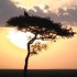 kenya