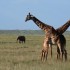 kenya