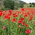 Le printemps est là en Kabyli