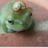 Histoire d'une grenouille