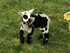ile aux moutons