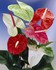 plantes d'intérieur depolluantes