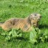 Les marmottes