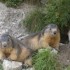 les marmottes