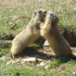 les marmottes