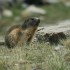Les marmottes