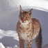 Lynx