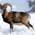 mouflons