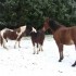 les chevaux et poneys