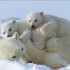 les ours blanc et les oursons