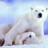 les ours blanc et les oursons