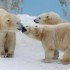 les ours blanc et les oursons
