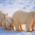 les ours blanc et les oursons
