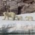 les ours blanc et les oursons