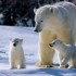 les ours blanc et les oursons