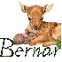 Bernard