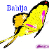 Bahija
