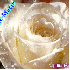 Ange-Marie