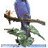 gontran