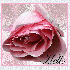 cette rose et pour toute mes a