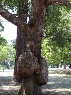 L’arbre couillu