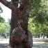 L'arbre couillu