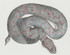 Serpents études