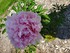 " Rosea Plena " Fleurs Doubles Roses