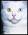 T'as de beaux yeux tu sais !