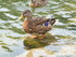 Le Canard Colvert femelle