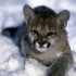LE PUMA