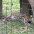 Zoo de montsinéry