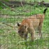 Zoo de montsinéry