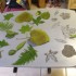 Table, feuilles et métaline