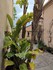 Bormes les Mimosas