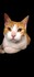 Mon chat furieux