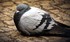 Documentaire : Le pigeon biset
