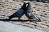 Documentaire : Le pigeon biset