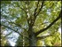 Photos: Les arbres vus du dess