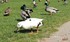 Photos d'un canard blanc