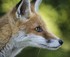 Documentaire: Les renards roux