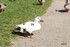 Photos d'un canard blanc