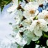 Cerisier blanc