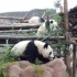 VI. Panda Day, 5 Janvier