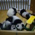 VI. Panda Day, 5 Janvier