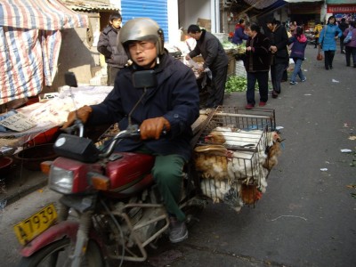 Le Chinois aux poulets, visiblement mécontent de mon intérêt pour mon futur repas potentiel...
