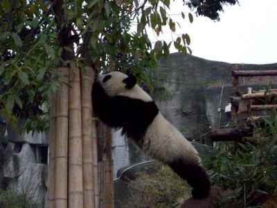 L’élasticité du panda est relative à l’attrait pour la nourriture...