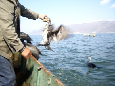 On récupère le cormoran pour récupérer le poisson qu’il contient
