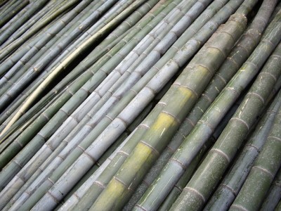 "Chinese Bamboo vely stlong !