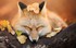 Le renard et l'automne